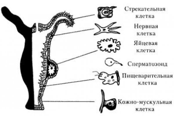 Что такое кракен плейс