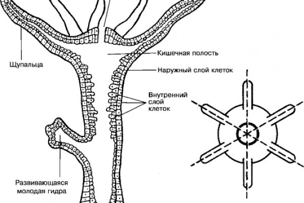 Украли аккаунт кракен